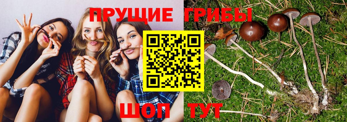 Галлюциногенные грибы мухоморы  Вход с VPN  Галлюциногенные грибы Magic Shrooms  Прокопьевск 